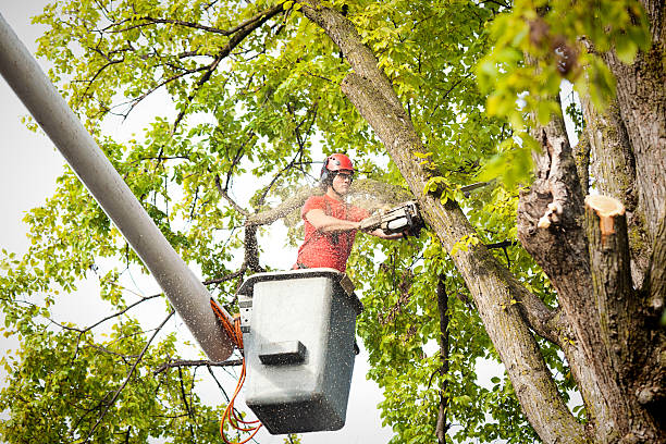 Tree Removal for Businesses in Pine Bluff, AR